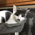 美猫さんです♪