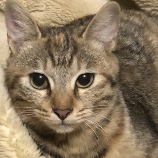 可愛いキジ猫あんちゃん