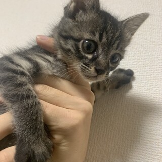 【急募】風邪を乗りこえた美猫ちゃん！