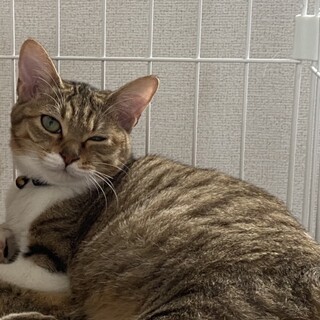 少しぽちゃっとした女帝猫さん♪