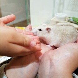 「手にのってくれるようになりました！」サムネイル2