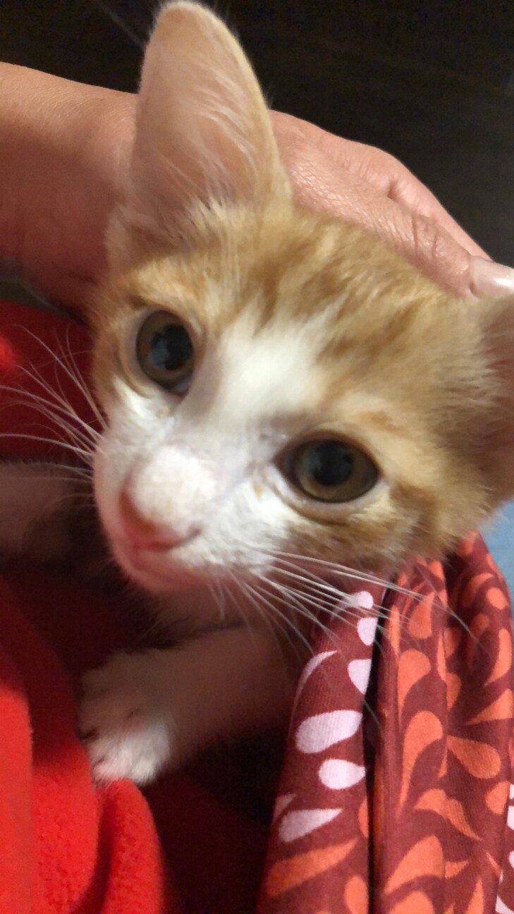 巨大食道症と診断され 埼玉県 猫の里親募集 3454 ペットのおうち 月間利用者150万人