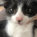 可愛い仲良しハチワレ姉妹の家族になってください！