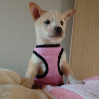 まだまだオチビな“しぃちゃん”1.5ヶ月