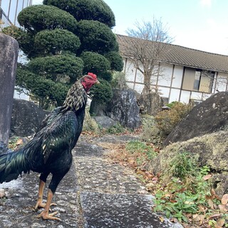軍鶏　黒系　男の子