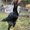 軍鶏　黒系　男の子 サムネイル3