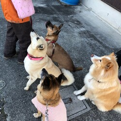 「Edワンコとおっ友達のモグモグタイム」サムネイル2