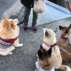 「Edワンコとおっ友達のモグモグタイム」サムネイル3