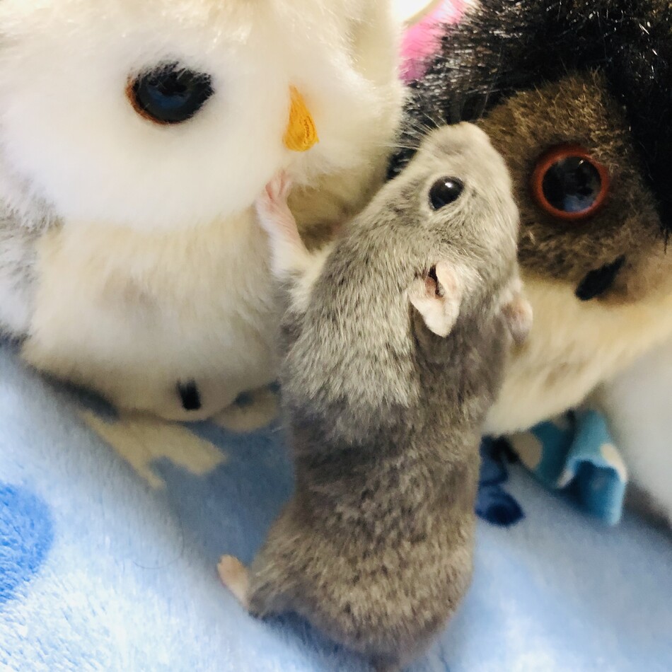 アリス　（2代目）のカバー写真