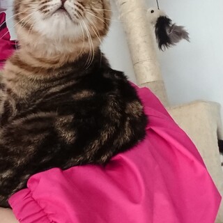 ふわふわ茶色の立派な虎柄  がんばくん