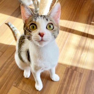 ゴロゴロ甘えた♡しま三毛猫女子『いくらちゃん』