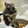 アッシュ