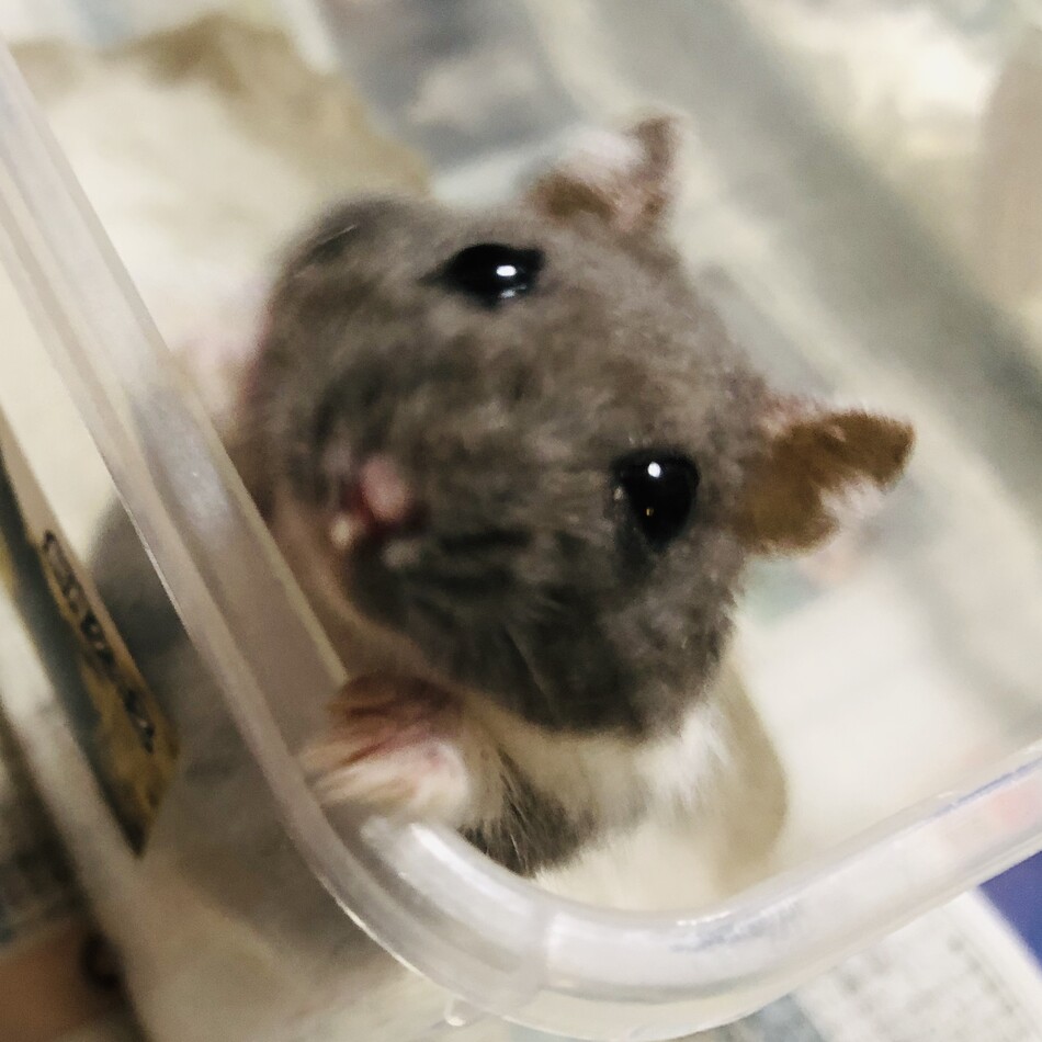 アッシュのカバー写真