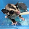 モモ