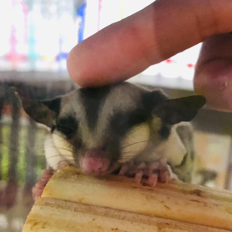 モモのカバー写真