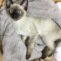 甘えたさんな子猫＊ももこ
