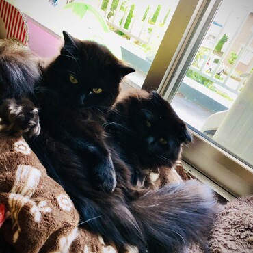 ニコちゃんの写真