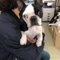ボストンテリアのテリちゃん