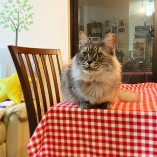 【一時募集停止】甘えん坊のフワッと『うめちゃん』