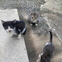 可愛い子猫３匹