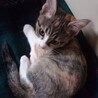 縞三毛の子猫美猫です。 サムネイル2
