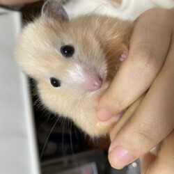 ハムちゃんお迎え1週間目