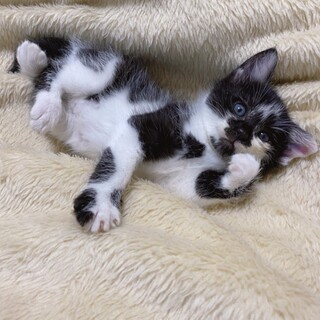 元気で遊び好きな甘えん坊三兄弟の里親さま其々募集！