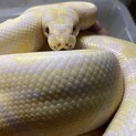 ボールパイソン