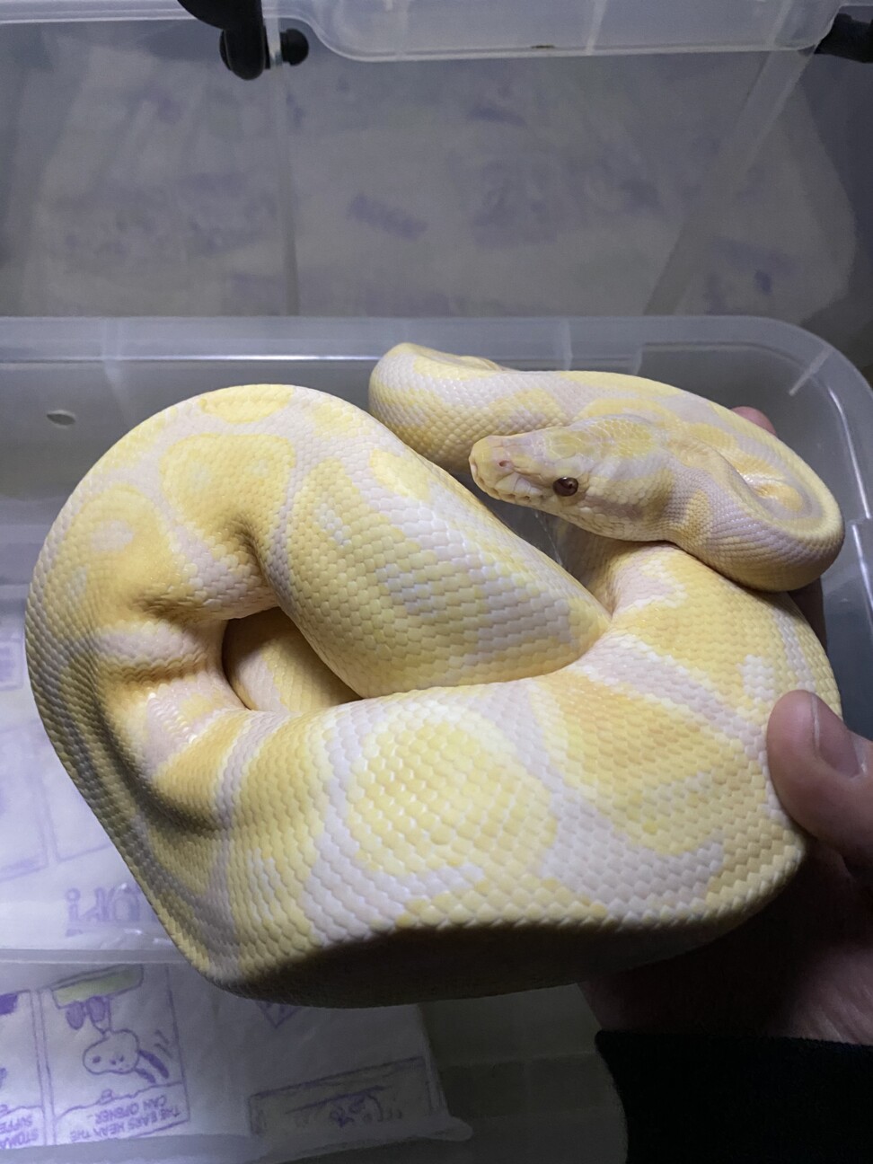 ボールパイソン 奈良県 爬虫類 他の里親募集 ペットのおうち 月間利用者150万人