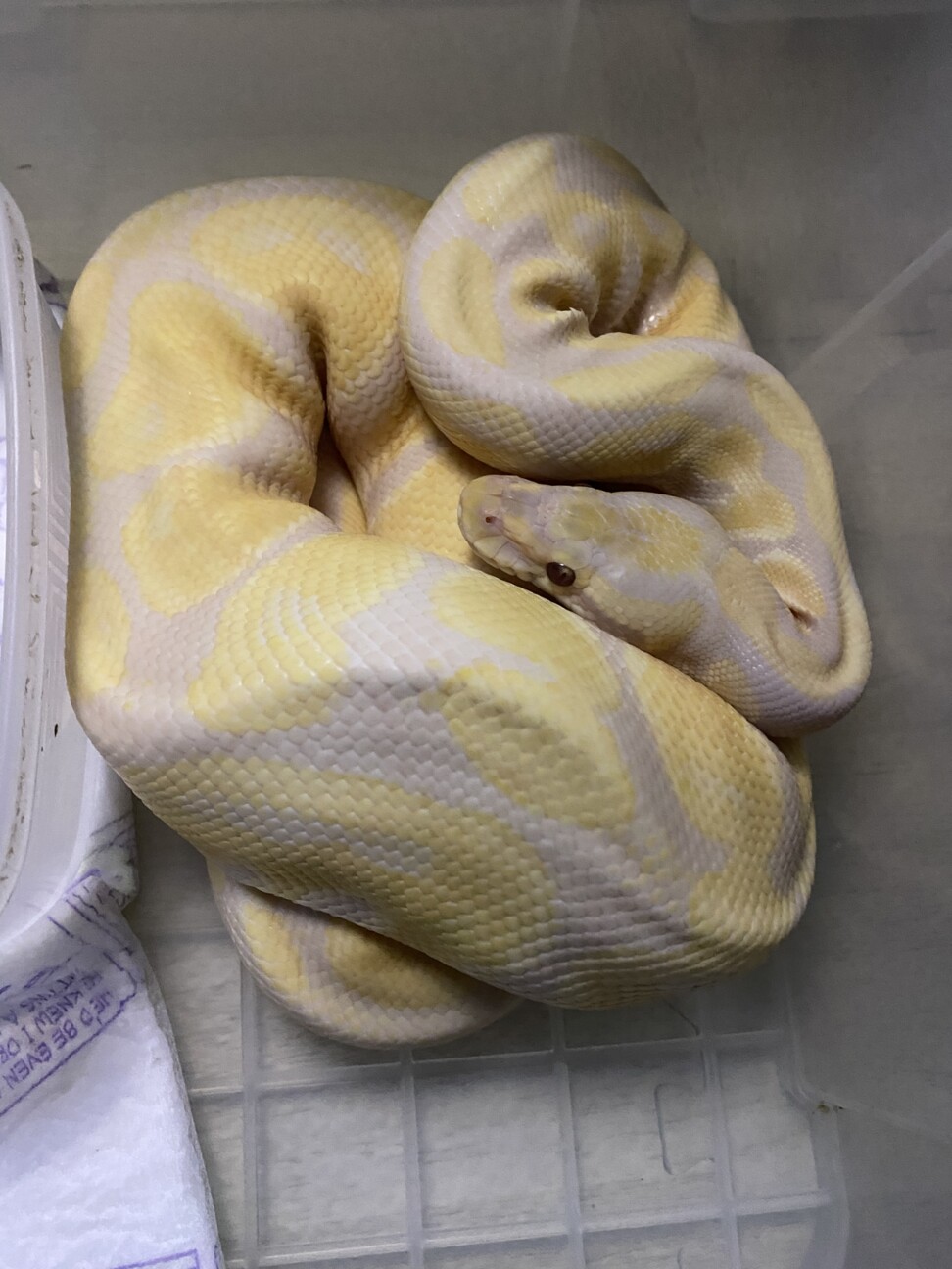 ボールパイソン 奈良県 爬虫類 他の里親募集 ペットのおうち 月間利用者150万人