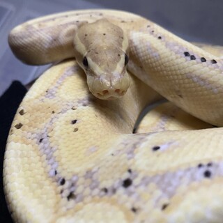 一旦終了させてもらいます。