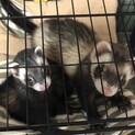 フェレット2匹　里親募集