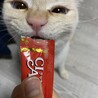 うちに来て初めてちゅーるを食べてくれました！