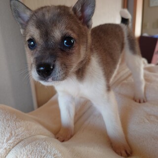 ウルウル瞳にキュンキュン♪“わす君”1.5ヶ月