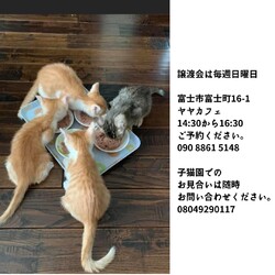保護猫譲渡会 サムネイル2
