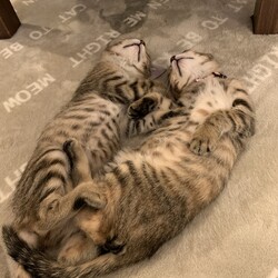 保護猫譲渡会 サムネイル3