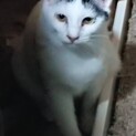 てつこの兄妹　ダルちゃん