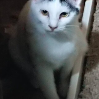 てつこの兄妹　ダルちゃん