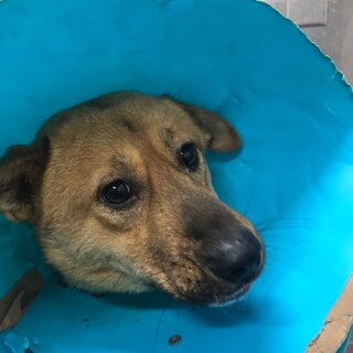 脚の治療を乗り越えたポッキー君→相談中！