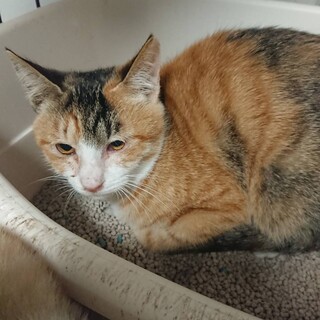 リンちゃん