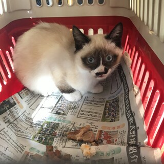 たぬき猫と呼ばれて地域で人気者でした　シャム系雑種