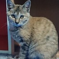 甘えたチャチャちゃん
