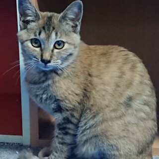 甘えたチャチャちゃん