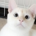 薄ブルーの目の☆美白猫君