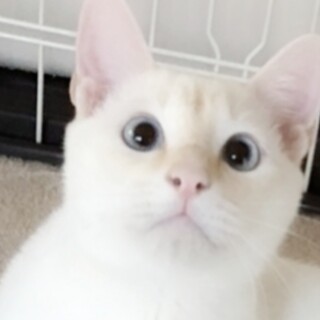 薄ブルーの目の☆美白猫君