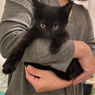 3匹の子猫を保護しました　黒猫♂