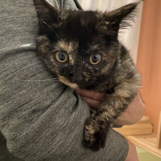 3匹の子猫を保護しました　サビ猫♀