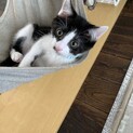 白黒ハチワレ賢いてみん君