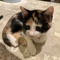 人気の三毛猫　あいみょんちゃん