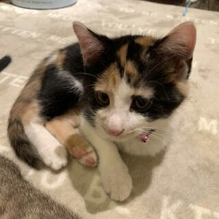 人気の三毛猫　あいみょんちゃん